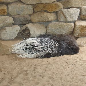 Indian crested porcupine (Hystrix indica), 2006-07-08