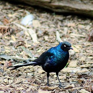 Long-tailed Glossy Starling (05/25/2022)