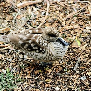 Marbled Teal (05/25/2022)