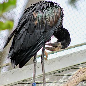 African Openbill (05/25/2022)