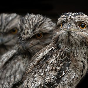 Tawny Frogmouth Chicks / 14-7-22 / Hamerton