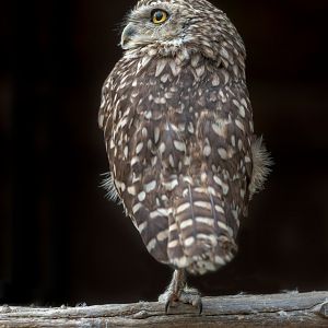 Burrowing Owl / 14-7-22 / Hamerton