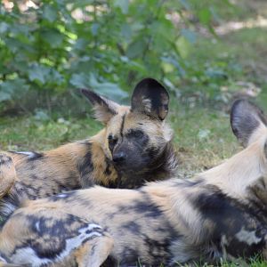 African Wild Dog sisters