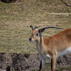 Male Red Lechwe