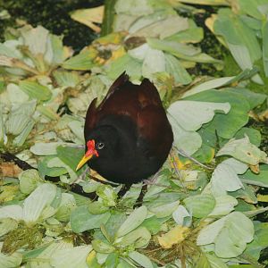Wattled jacana (Jacana jacana), 2006-07-08
