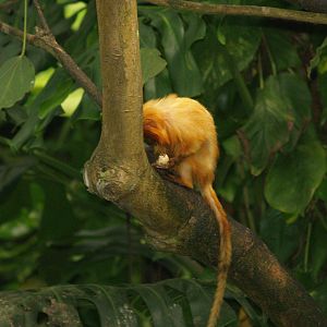 Golden lion tamarin (Leontopithecus rosalia), 2006-07-08