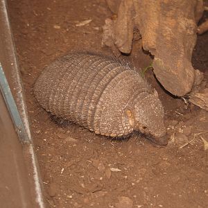 Large hairy armadillo (Chaetophractus villosus), 2006-07-08