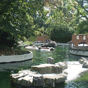 Pinniped exhibit, 2006-07-08