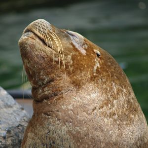 Patagonian sea lion or South American sea lion (Otaria flavescens), 2006-07-08