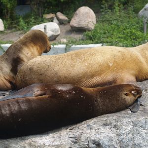 Patagonian sea lion or South American sea lion (Otaria flavescens), 2006-07-08