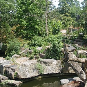 Kodiak bear exhibit, 2006-07-08