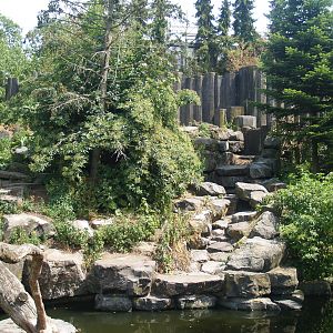 Kodiak bear exhibit, 2006-07-08