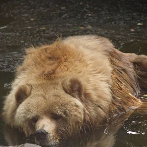 Kodiak bear (Ursus arctos middendorffi) in the pool, 2006-07-08