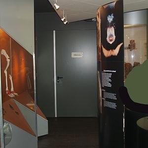 Exhibition about bears, 2006-07-08