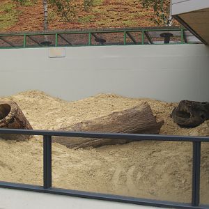 Second Indian crested porcupine exhibit, 2006-07-08