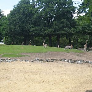 Savanna exhibit, 2006-07-08