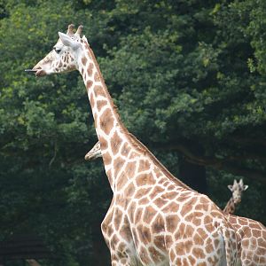 Rothschild's giraffe (Giraffa camelopardalis rothschildi), 2006-07-08