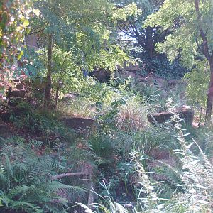 Serval exhibit, 2006-07-08
