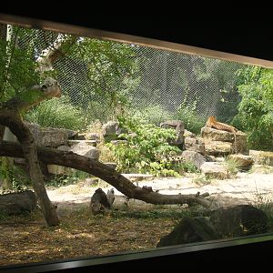 Part of the Sri Lankan leopard exhibit, 2006-07-08