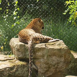 Sri Lankan leopard (Panthera pardus kotiya), 2006-07-08