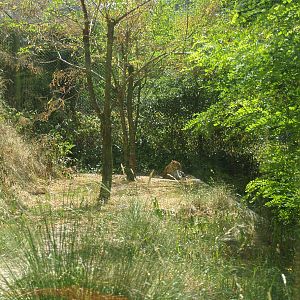 Part of the Sri Lankan leopard exhibit, 2006-07-08