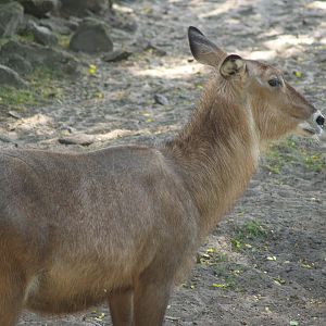 Female Defassa waterbuck (Kobus ellipsiprymnus defassa), 2006-07-08