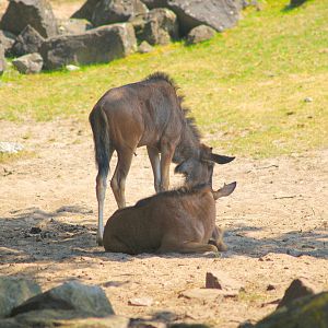 Brindled gnu calves (Connochaetes taurinus taurinus), 2006-07-08