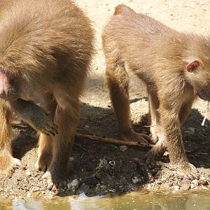 Hamadryas baboons (Papio hamadryas), 2006-07-08