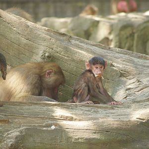 Hamadryas baboons (Papio hamadryas), 2006-07-08