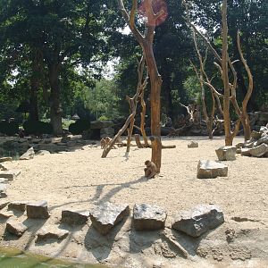 Hamadryas baboon island, 2006-07-08