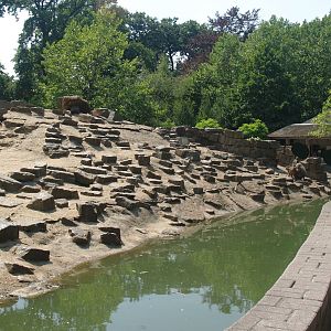 Hamadryas baboon island, 2006-07-08
