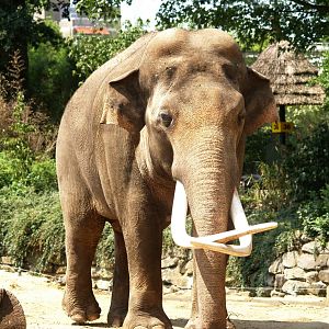 Asian elephant bull Radza (Elephas maximus), 2006-07-08