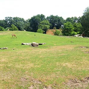 Savanna exhibit, 2006-07-08