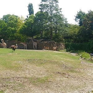 Savanna exhibit, 2006-07-08