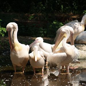 Great white pelicans (Pelecanus onocrotalus), 2006-07-08