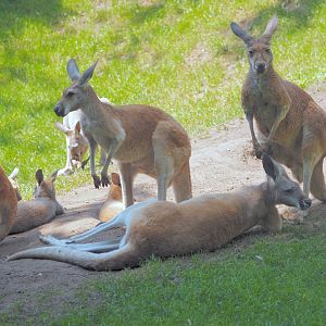 Red kangaroos (Osphranter rufus), 2006-07-08