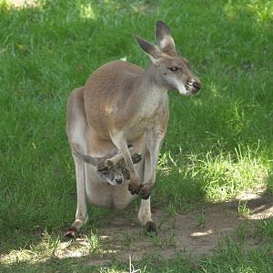 Red kangaroo (Osphranter rufus) with joey in the pouch, 2006-07-08
