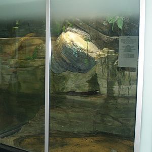 Cobra terrarium in the Asian house, 2006-07-08