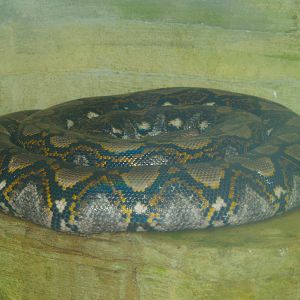 Reticulated python (Malayopython reticulatus), 2006-07-08