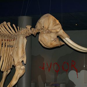 Asian bull elephant skull in the basement of the Asian house, 2006-07-08