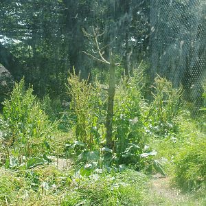 Part of the Amur tiger exhibit, 2006-07-08