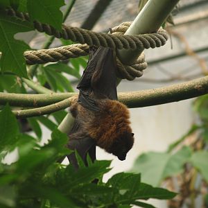 Rodriguez flying fox (Pteropus rodricensis), 2006-07-08