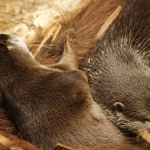 Asian small-clawed otters (Aonyx cinerea), 2006-07-08