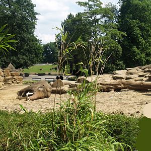 Asian elephant exhibit, 2006-07-08