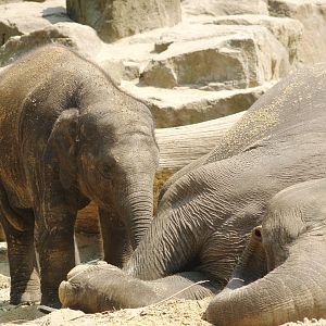 Asian elephants (Elephas maximus), 2006-07-08