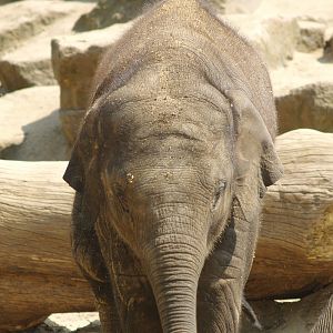 Juvenile Asian elephant (Elephas maximus), 2006-07-08