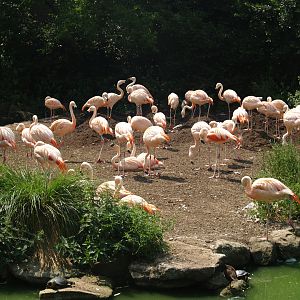 Chilean flamingo island, 2006-07-08