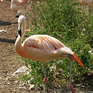Chilean flamingo (Phoenicopterus chilensis), 2006-07-08