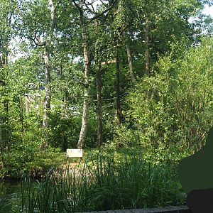 Lar gibbon island, 2006-07-08