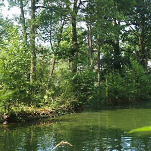 Lar gibbon island, 2006-07-08